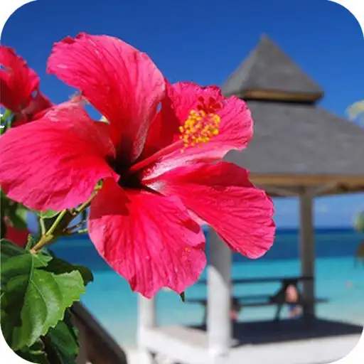 Play Hibiscus Flower HD Wallpaper APK Play Hibiscus Flower HD Wallpaper APK