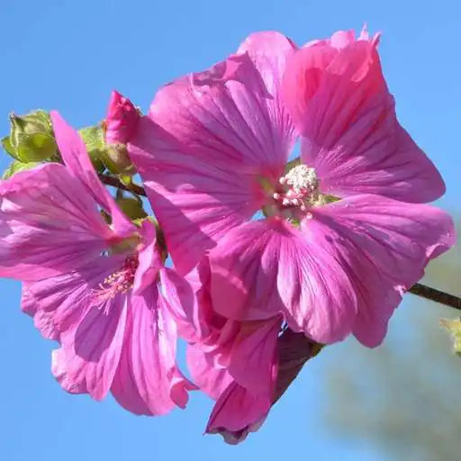 Play Hibiscus Flower Wallpaper APK