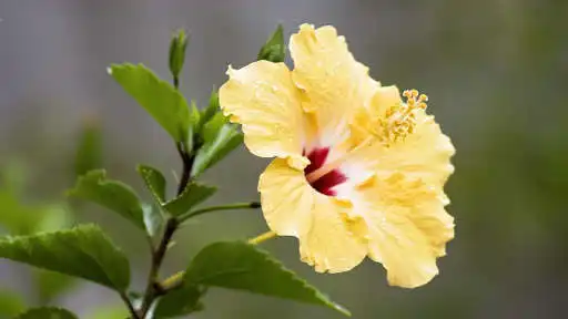 Play Hibiscus Flower Wallpaper and enjoy Hibiscus Flower Wallpaper with UptoPlay Play Hibiscus Flower Wallpaper and enjoy Hibiscus Flower Wallpaper with UptoPlay