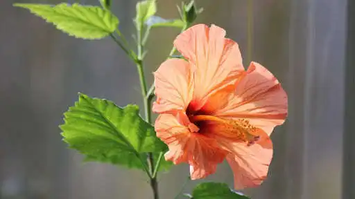 Play Hibiscus Flower Wallpaper as an online game online Hibiscus Flower Wallpaper with UptoPlay Play Hibiscus Flower Wallpaper as an online game Hibiscus Flower Wallpaper with UptoPlay