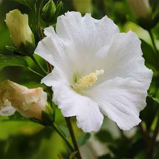 Play Hibiscus: HD Flower Wallpapers and Backgrounds APK