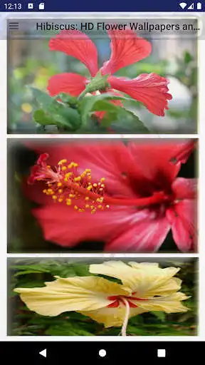 Play Hibiscus: HD Flower Wallpapers and Backgrounds  and enjoy Hibiscus: HD Flower Wallpapers and Backgrounds with UptoPlay