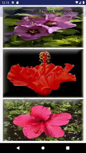 Play Hibiscus: HD Flower Wallpapers and Backgrounds as an online game Hibiscus: HD Flower Wallpapers and Backgrounds with UptoPlay