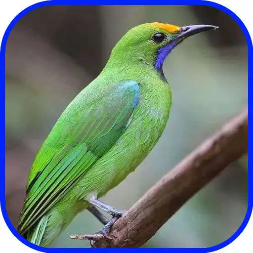 Play Hijau V6_Cucak Kepala Emas APK Play Hijau V6_Cucak Kepala Emas APK