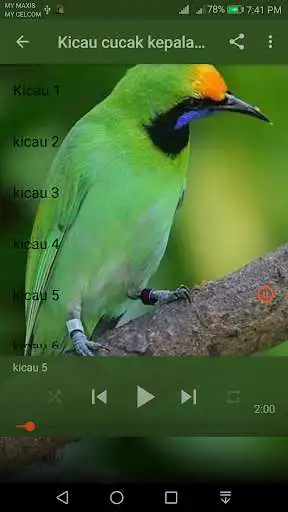 Play Hijau V6_Cucak Kepala Emas  and enjoy Hijau V6_Cucak Kepala Emas with UptoPlay