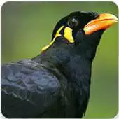 Free play online Hill Myna Bird Call : Common Hill Mynah Bird Sound APK Free play online Hill Myna Bird Call : Common Hill Mynah Bird Sound APK