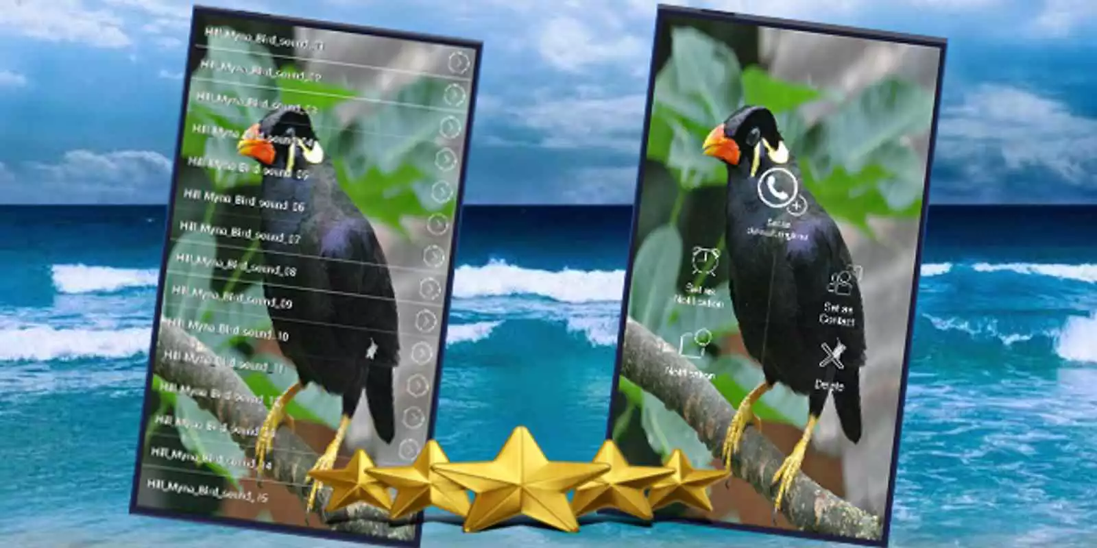 Play Hill Myna Bird Call : Common Hill Mynah Bird Sound