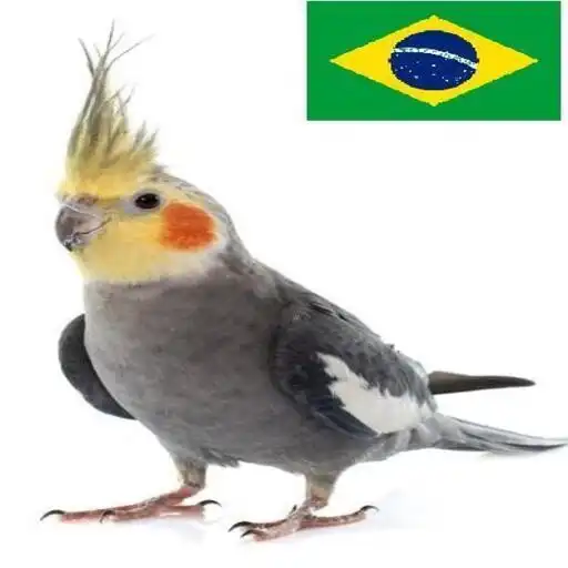 Play Hino do Brasil para Calopsita APK Play Hino do Brasil para Calopsita APK