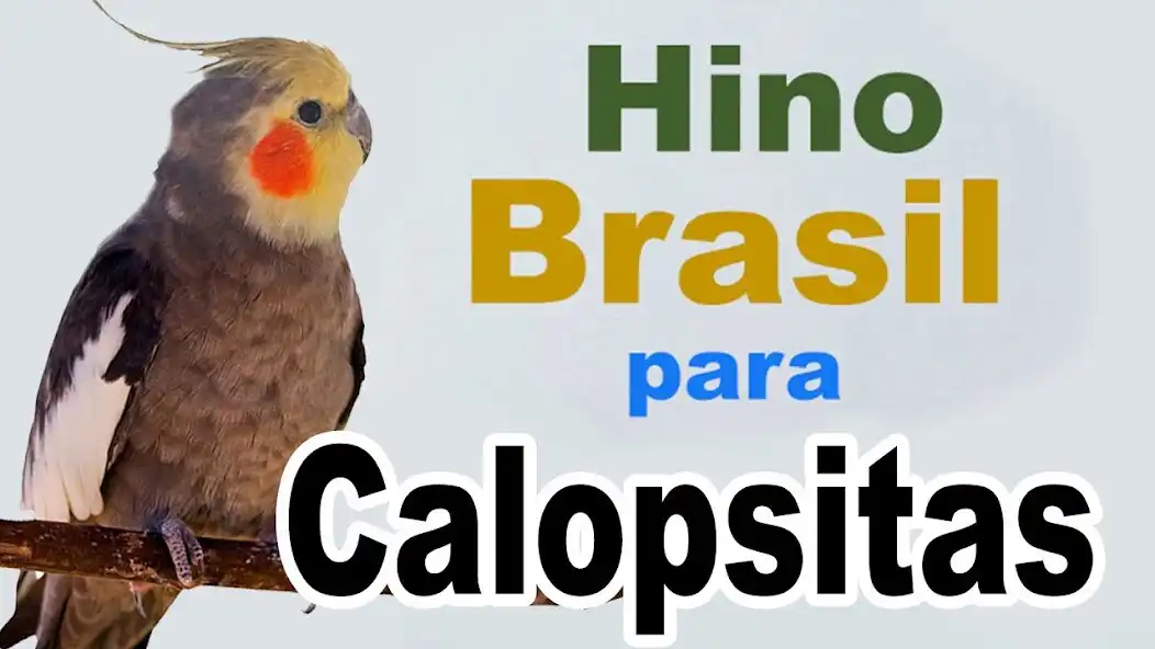 Play Hino do Brasil para Calopsita  and enjoy Hino do Brasil para Calopsita with UptoPlay