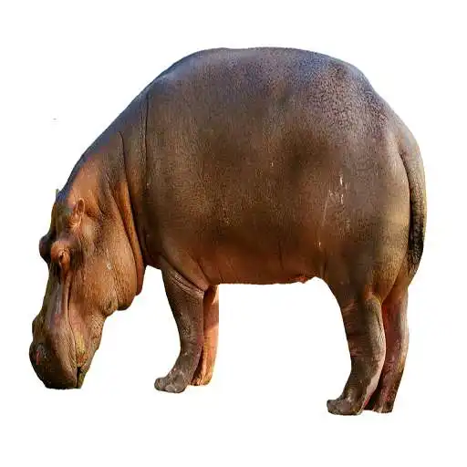 Play Hippopotamus Sound APK Play Hippopotamus Sound APK