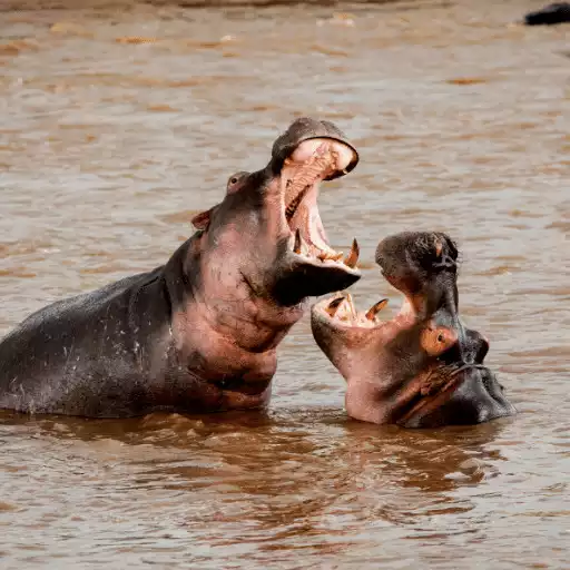 Play Hippopotamus Sounds APK Play Hippopotamus Sounds APK