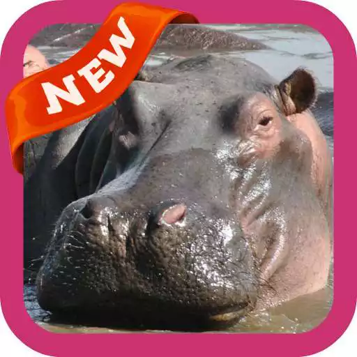 Play Hippo Wallpaper APK