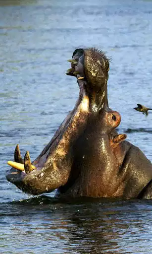 Play Hippo Wallpaper and enjoy Hippo Wallpaper with UptoPlay Play Hippo Wallpaper and enjoy Hippo Wallpaper with UptoPlay