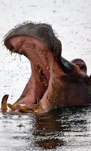 Play Hippo Wallpaper as an online game online Hippo Wallpaper with UptoPlay Play Hippo Wallpaper as an online game Hippo Wallpaper with UptoPlay