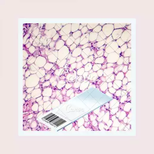 Free play online Histology APK Free play online Histology APK