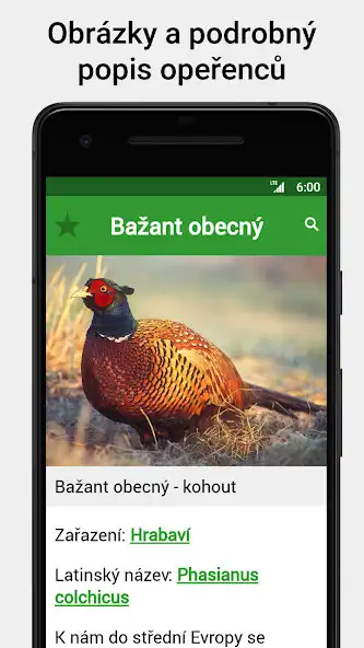 Play Hlasy ptáků as an online game Hlasy ptáků with UptoPlay