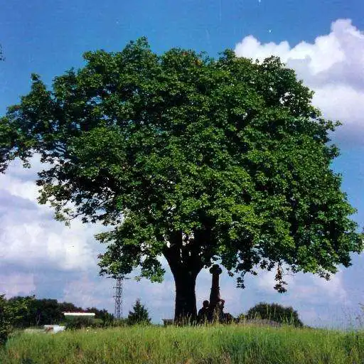 Play Hoe heet deze boom? APK Play Hoe heet deze boom? APK