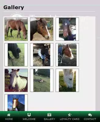Play Holistic Horse and Pony Centre