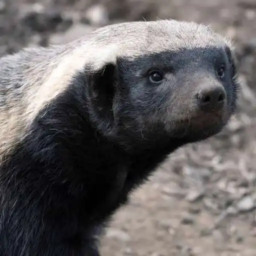 Play Honey Badger Wallpaper APK