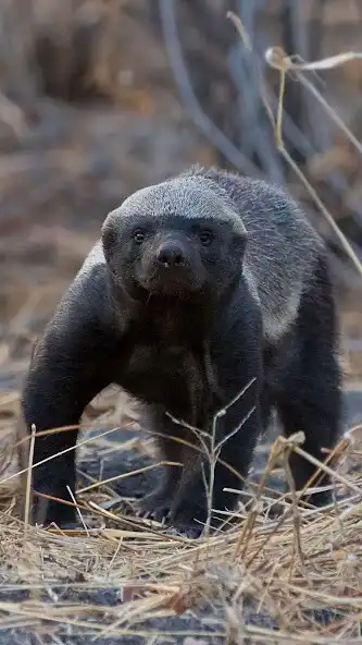 Play Honey Badger Wallpaper  and enjoy Honey Badger Wallpaper with UptoPlay