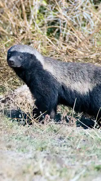 Play Honey Badger Wallpaper as an online game Honey Badger Wallpaper with UptoPlay