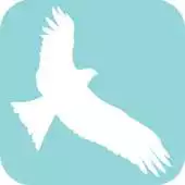Free play online Hong Kong Black Kite Survey APK Free play online Hong Kong Black Kite Survey APK