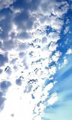 Play Honor Bee Wallpapers