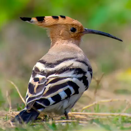 Play Hoopoe Bird Sounds APK