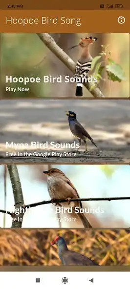 Play Hoopoe Bird Sounds  and enjoy Hoopoe Bird Sounds with UptoPlay