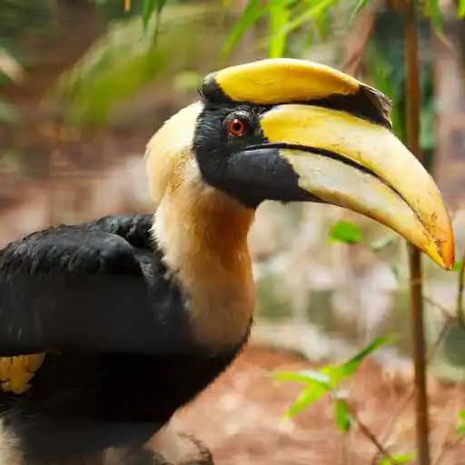 Play Hornbill Wallpaper APK