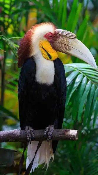 Play Hornbill Wallpaper  and enjoy Hornbill Wallpaper with UptoPlay