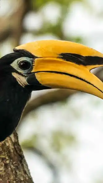 Play Hornbill Wallpaper as an online game Hornbill Wallpaper with UptoPlay