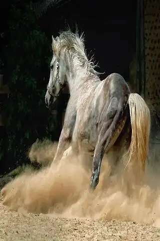 Play Horse 2  and enjoy Horse 2 with UptoPlay