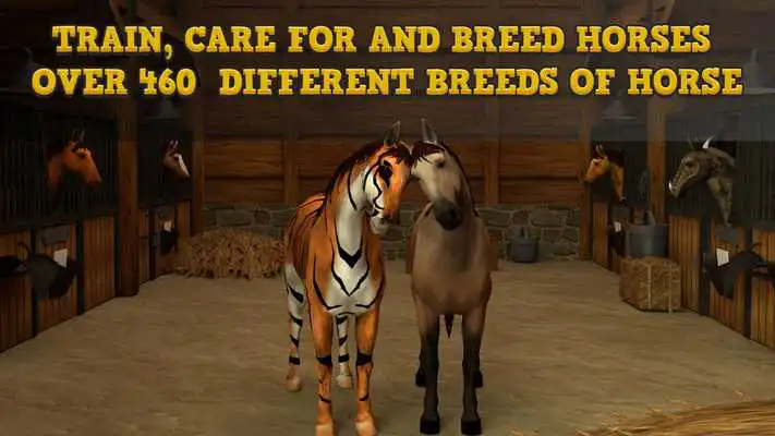 Play Horse Academy Play Horse Academy