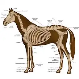 Free play online Horse Anatomy Diagrams : Equine Anatomy  APK
