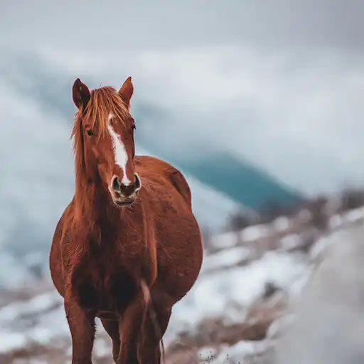 Play Horse Backround Apps APK