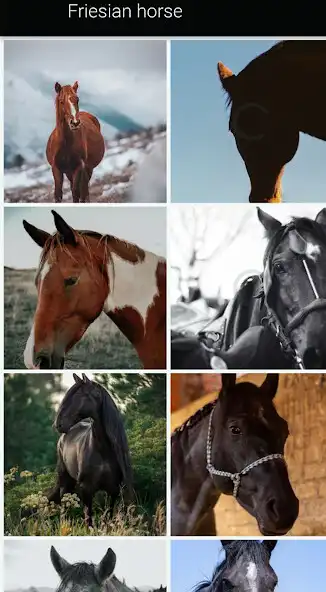 Play Horse Backround Apps  and enjoy Horse Backround Apps with UptoPlay