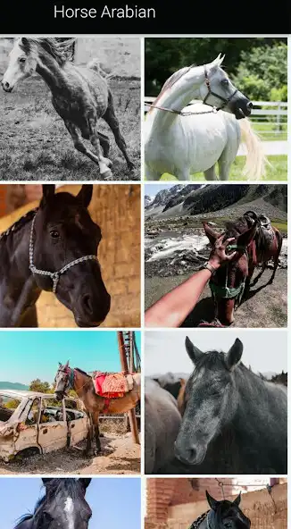 Play Horse Backround Apps as an online game Horse Backround Apps with UptoPlay
