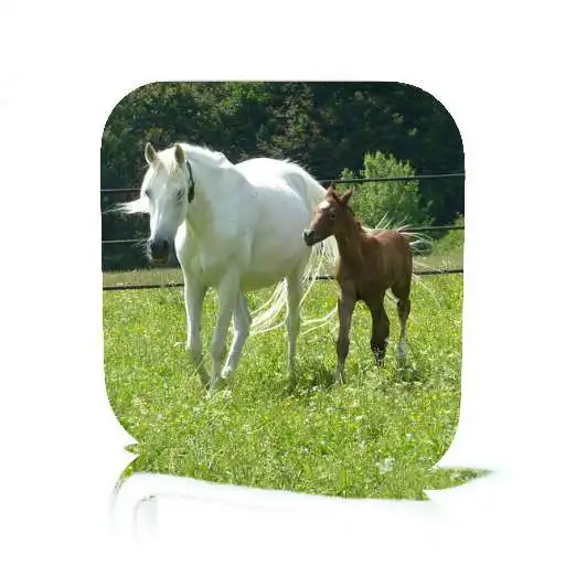Play Horse Care APK