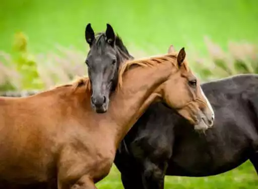 Play Horse Care and enjoy Horse Care with UptoPlay Play Horse Care and enjoy Horse Care with UptoPlay