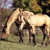 Free play online Horse HD Jigsaw Puzzles APK Free play online Horse HD Jigsaw Puzzles APK
