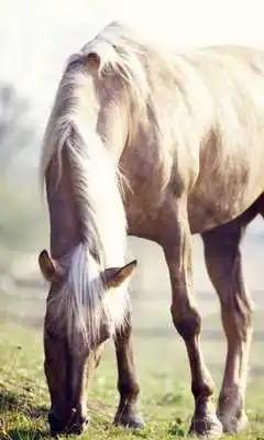 Play Horse HD Jigsaw Puzzles