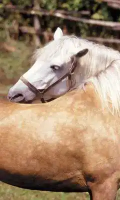 Play Horse HD Jigsaw Puzzles