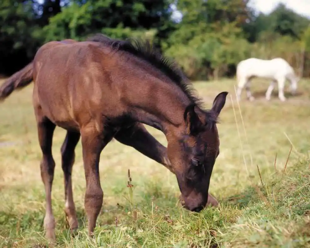 Play Horse HD Jigsaw Puzzles