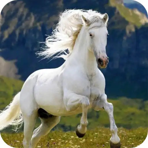 Play Horse HD Wallpaper APK Play Horse HD Wallpaper APK