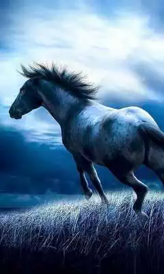 Play Horse HD Wallpapers Themes
