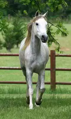 Play Horse HD Wallpapers Themes