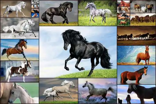 Play Horse Jigsaw Puzzles Game Kids  and enjoy Horse Jigsaw Puzzles Game Kids with UptoPlay