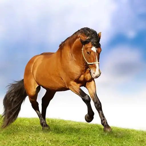Play Horse Live Wallpaper HD 4K APK