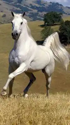 Play Horse Live Wallpaper